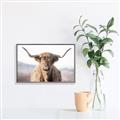 Picture of Shaggy Bull II _GroupedProduct_Rectangle_Landscape_Photography _GroupedProduct_Rectangle_Landscape_Canvas_Framed_