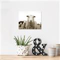Picture of Sheepily _GroupedProduct_Rectangle_Landscape_Photography _GroupedProduct_Rectangle_Landscape_Unframed_Print_Only_