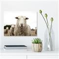 Picture of Sheepily _GroupedProduct_Rectangle_Landscape_Photography _GroupedProduct_Rectangle_Landscape_Unframed_Print_Only_
