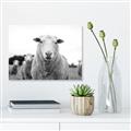 Picture of Sheepily _GroupedProduct_Rectangle_Landscape_Photography _GroupedProduct_Rectangle_Landscape_Unframed_Print_Only_