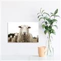 Picture of Sheepily _GroupedProduct_Rectangle_Landscape_Photography _GroupedProduct_Rectangle_Landscape_Unframed_Print_Only_