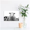 Picture of Sheepily _GroupedProduct_Rectangle_Landscape_Photography _GroupedProduct_Rectangle_Landscape_Unframed_Print_Only_