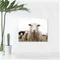 Picture of Sheepily _GroupedProduct_Rectangle_Landscape_Photography _GroupedProduct_Rectangle_Landscape_Unframed_Print_Only_