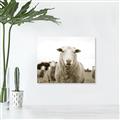Picture of Sheepily _GroupedProduct_Rectangle_Landscape_Photography _GroupedProduct_Rectangle_Landscape_Unframed_Print_Only_