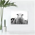 Picture of Sheepily _GroupedProduct_Rectangle_Landscape_Photography _GroupedProduct_Rectangle_Landscape_Unframed_Print_Only_