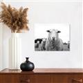 Picture of Sheepily _GroupedProduct_Rectangle_Landscape_Photography _GroupedProduct_Rectangle_Landscape_Unframed_Print_Only_