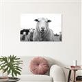 Picture of Sheepily _GroupedProduct_Rectangle_Landscape_Photography _GroupedProduct_Rectangle_Landscape_Unframed_Print_Only_
