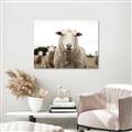 Picture of Sheepily _GroupedProduct_Rectangle_Landscape_Photography _GroupedProduct_Rectangle_Landscape_Unframed_Print_Only_