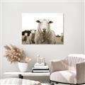 Picture of Sheepily _GroupedProduct_Rectangle_Landscape_Photography _GroupedProduct_Rectangle_Landscape_Unframed_Print_Only_