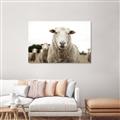 Picture of Sheepily _GroupedProduct_Rectangle_Landscape_Photography _GroupedProduct_Rectangle_Landscape_Unframed_Print_Only_