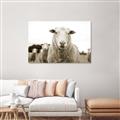 Picture of Sheepily _GroupedProduct_Rectangle_Landscape_Photography _GroupedProduct_Rectangle_Landscape_Unframed_Print_Only_