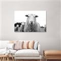 Picture of Sheepily _GroupedProduct_Rectangle_Landscape_Photography _GroupedProduct_Rectangle_Landscape_Unframed_Print_Only_