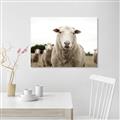 Picture of Sheepily _GroupedProduct_Rectangle_Landscape_Photography _GroupedProduct_Rectangle_Landscape_Unframed_Print_Only_