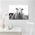 Picture of Sheepily _GroupedProduct_Rectangle_Landscape_Photography _GroupedProduct_Rectangle_Landscape_Unframed_Print_Only_