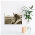 Picture of Horse & the Horizon _GroupedProduct_Rectangle_Landscape_Photography _GroupedProduct_Rectangle_Landscape_Unframed_Print_Only_