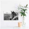 Picture of Horse & the Horizon _GroupedProduct_Rectangle_Landscape_Photography _GroupedProduct_Rectangle_Landscape_Unframed_Print_Only_