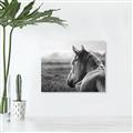 Picture of Horse & the Horizon _GroupedProduct_Rectangle_Landscape_Photography _GroupedProduct_Rectangle_Landscape_Unframed_Print_Only_