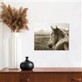 Picture of Horse & the Horizon _GroupedProduct_Rectangle_Landscape_Photography _GroupedProduct_Rectangle_Landscape_Unframed_Print_Only_