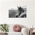 Picture of Horse & the Horizon _GroupedProduct_Rectangle_Landscape_Photography _GroupedProduct_Rectangle_Landscape_Unframed_Print_Only_