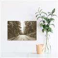 Picture of Foggy Straight Redwood Highway _GroupedProduct_Rectangle_Landscape_Photography _GroupedProduct_Rectangle_Landscape_Unframed_Print_Only_