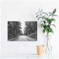 Picture of Foggy Straight Redwood Highway _GroupedProduct_Rectangle_Landscape_Photography _GroupedProduct_Rectangle_Landscape_Unframed_Print_Only_