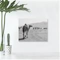 Picture of Camel Walk _GroupedProduct_Rectangle_Landscape_Photography _GroupedProduct_Rectangle_Landscape_Unframed_Print_Only_