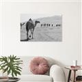 Picture of Camel Walk _GroupedProduct_Rectangle_Landscape_Photography _GroupedProduct_Rectangle_Landscape_Unframed_Print_Only_