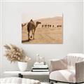 Picture of Camel Walk _GroupedProduct_Rectangle_Landscape_Photography _GroupedProduct_Rectangle_Landscape_Unframed_Print_Only_