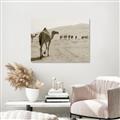 Picture of Camel Walk _GroupedProduct_Rectangle_Landscape_Photography _GroupedProduct_Rectangle_Landscape_Unframed_Print_Only_