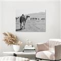 Picture of Camel Walk _GroupedProduct_Rectangle_Landscape_Photography _GroupedProduct_Rectangle_Landscape_Unframed_Print_Only_