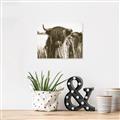 Picture of Bull in the Grass _GroupedProduct_Rectangle_Landscape_Photography _GroupedProduct_Rectangle_Landscape_Unframed_Print_Only_