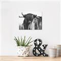Picture of Bull in the Grass _GroupedProduct_Rectangle_Landscape_Photography _GroupedProduct_Rectangle_Landscape_Unframed_Print_Only_