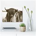 Picture of Bull in the Grass _GroupedProduct_Rectangle_Landscape_Photography _GroupedProduct_Rectangle_Landscape_Unframed_Print_Only_