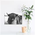 Picture of Bull in the Grass _GroupedProduct_Rectangle_Landscape_Photography _GroupedProduct_Rectangle_Landscape_Unframed_Print_Only_