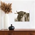 Picture of Bull in the Grass _GroupedProduct_Rectangle_Landscape_Photography _GroupedProduct_Rectangle_Landscape_Unframed_Print_Only_