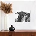 Picture of Bull in the Grass _GroupedProduct_Rectangle_Landscape_Photography _GroupedProduct_Rectangle_Landscape_Unframed_Print_Only_
