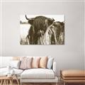 Picture of Bull in the Grass _GroupedProduct_Rectangle_Landscape_Photography _GroupedProduct_Rectangle_Landscape_Unframed_Print_Only_