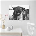 Picture of Bull in the Grass _GroupedProduct_Rectangle_Landscape_Photography _GroupedProduct_Rectangle_Landscape_Unframed_Print_Only_
