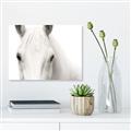 Picture of White horse _GroupedProduct_Rectangle_Landscape_Photography _GroupedProduct_Rectangle_Landscape_Unframed_Print_Only_