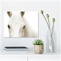 Picture of White horse _GroupedProduct_Rectangle_Landscape_Photography _GroupedProduct_Rectangle_Landscape_Unframed_Print_Only_