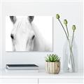 Picture of White horse _GroupedProduct_Rectangle_Landscape_Photography _GroupedProduct_Rectangle_Landscape_Unframed_Print_Only_
