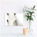 Picture of White horse _GroupedProduct_Rectangle_Landscape_Photography _GroupedProduct_Rectangle_Landscape_Unframed_Print_Only_