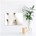 Picture of White horse _GroupedProduct_Rectangle_Landscape_Photography _GroupedProduct_Rectangle_Landscape_Unframed_Print_Only_
