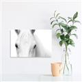 Picture of White horse _GroupedProduct_Rectangle_Landscape_Photography _GroupedProduct_Rectangle_Landscape_Unframed_Print_Only_