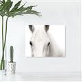 Picture of White horse _GroupedProduct_Rectangle_Landscape_Photography _GroupedProduct_Rectangle_Landscape_Unframed_Print_Only_