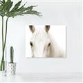 Picture of White horse _GroupedProduct_Rectangle_Landscape_Photography _GroupedProduct_Rectangle_Landscape_Unframed_Print_Only_