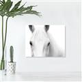 Picture of White horse _GroupedProduct_Rectangle_Landscape_Photography _GroupedProduct_Rectangle_Landscape_Unframed_Print_Only_