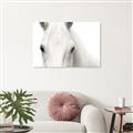 Picture of White horse _GroupedProduct_Rectangle_Landscape_Photography _GroupedProduct_Rectangle_Landscape_Unframed_Print_Only_
