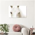 Picture of White horse _GroupedProduct_Rectangle_Landscape_Photography _GroupedProduct_Rectangle_Landscape_Unframed_Print_Only_