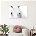 Picture of White horse _GroupedProduct_Rectangle_Landscape_Photography _GroupedProduct_Rectangle_Landscape_Unframed_Print_Only_